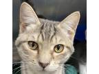 Adopt Jonas a Gray or Blue Domestic Shorthair / Mixed cat in Ft Pierce