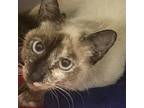 Adopt Rosemary a Gray or Blue Siamese / Mixed cat in Ft Pierce, FL (34677446)
