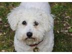 Adopt Loretta a White Bichon Frise / Mixed dog in East Greenville, PA (34677346)
