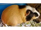Adopt Timber a Black Guinea Pig / Guinea Pig / Mixed small animal in Newport