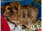 Adopt Montgomery a Brown or Chocolate Guinea Pig / Guinea Pig / Mixed small