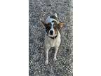 Adopt Auggie a White - with Brown or Chocolate Jack Russell Terrier / Mixed dog
