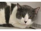 Adopt SNUGGLES a Gray or Blue (Mostly) Domestic Shorthair / Mixed (short coat)