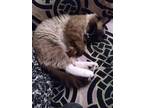 Adopt Booh a Brown or Chocolate (Mostly) Himalayan / Mixed (medium coat) cat in