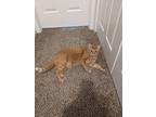 Adopt Marlow a Orange or Red American Shorthair / Mixed (short coat) cat in