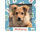 Adopt Mahjong a Collie / Mixed dog in Littleton, CO (34677070)
