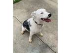 Adopt Charles a Merle Australian Shepherd / Mixed dog in Kathleen, GA (34677090)