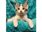 Adopt Snow Flake a Domestic Shorthair / Mixed (short coat) cat in El Dorado