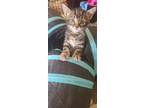 Adopt PISCO a Brown or Chocolate (Mostly) Domestic Shorthair / Mixed cat in