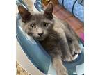 Adopt Michie22 a Russian Blue / Mixed (short coat) cat in Youngsville