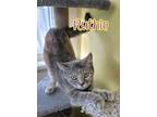 Adopt Ruthie a Domestic Shorthair / Mixed (short coat) cat in Port Clinton