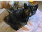 Adopt Tricia a Manx / Mixed (short coat) cat in Darien, GA (34676758)