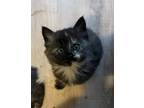 Adopt Shania a Manx / Mixed (short coat) cat in Darien, GA (34676757)