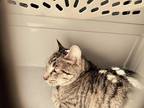 Adopt Nala a Spotted Tabby/Leopard Spotted Domestic Shorthair / Mixed cat in