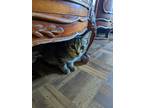 Adopt Bourbon a Spotted Tabby/Leopard Spotted Domestic Shorthair / Mixed cat in