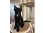 Adopt Whiskey a Spotted Tabby/Leopard Spotted Domestic Shorthair / Mixed cat in