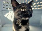 Adopt Bubbles a Spotted Tabby/Leopard Spotted Domestic Shorthair / Mixed cat in