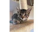 Adopt Scotch a Spotted Tabby/Leopard Spotted Domestic Shorthair / Mixed cat in