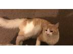 Adopt Bebe a White (Mostly) Persian / Mixed (medium coat) cat in Hartford