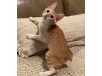 Adopt Georgie a Orange or Red Tabby Manx / Mixed (short coat) cat in DFW