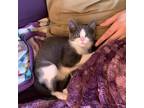 Adopt Dell a Gray or Blue Domestic Shorthair / Mixed cat in Hopkinton
