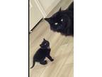 Adopt Binxi a All Black Bombay / Mixed (medium coat) cat in Stockton