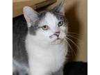 Adopt Cheech a Gray or Blue Domestic Shorthair / Mixed cat in Washington
