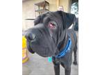 Adopt Norbert a Black Shar Pei / Mixed dog in Colorado Springs, CO (34675466)