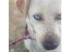 Adopt Alessandra a White - with Tan, Yellow or Fawn Mixed Breed (Large) / Mixed