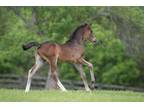 Elegant Hanoverian filly out of Premium Mare