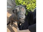 Adopt Spade a Black Labrador Retriever / Mixed dog in Franklin, GA (34676015)