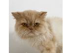 Adopt Mitch a Orange or Red Persian / Mixed (long coat) cat in Phoenix