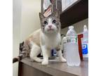 Adopt Lucie a White Domestic Shorthair / Mixed cat in Tulsa, OK (34676047)