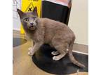Adopt Gandalf a Gray or Blue Domestic Shorthair / Mixed cat in Tulsa