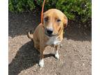 Adopt Amber a Tan/Yellow/Fawn - with White Labrador Retriever / Mixed dog in