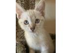 Adopt Beatrice a Spotted Tabby/Leopard Spotted Siamese (short coat) cat in