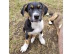 Adopt Prim Brilliant a Black Shepherd (Unknown Type) / Mixed dog in Edmonton