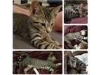 Adopt Toby (AF) a Brown Tabby Domestic Shorthair / Mixed (short coat) cat in