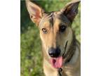 Adopt Goose a Tan/Yellow/Fawn - with Black German Shepherd Dog / Mixed dog in