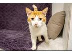Adopt GENERAL a White Domestic Mediumhair / Mixed (medium coat) cat in