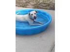 Adopt Nya a White Jack Russell Terrier / Dachshund / Mixed dog in Weeki Wachee