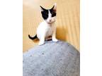 Adopt Janet a White Domestic Shorthair / Domestic Shorthair / Mixed cat in