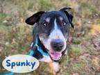 Adopt *SPUNKY a Black - with White Bull Terrier / Mixed dog in Sacramento