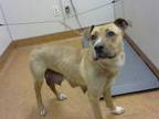 Adopt a Brown/Chocolate American Pit Bull Terrier / German Shepherd Dog / Mixed