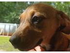 Adopt Nellie a Tricolor (Tan/Brown & Black & White) Hound (Unknown Type) / Mixed