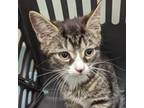 Adopt RHVA-Stray-rh1035 a Brown or Chocolate Domestic Shorthair / Mixed cat in