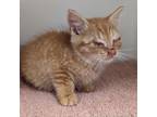Adopt RHVA-Stray-rh1357 a Orange or Red Domestic Shorthair / Mixed cat in