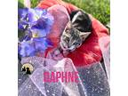 Adopt Daphne a Spotted Tabby/Leopard Spotted Bengal (medium coat) cat in