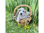 Adopt Dewie a Tan/Yellow/Fawn Beagle / Mixed Breed (Small) / Mixed dog in