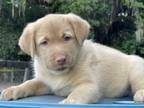 Adopt Dash a Tan/Yellow/Fawn Golden Retriever / Mixed dog in Orlando